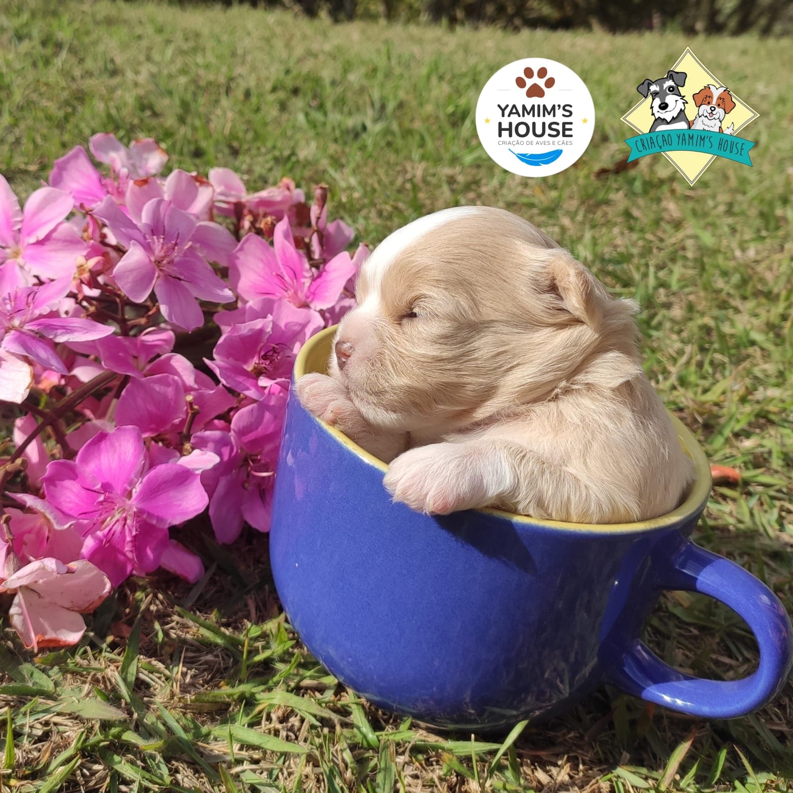 Filhote da raça Lhasa Apso