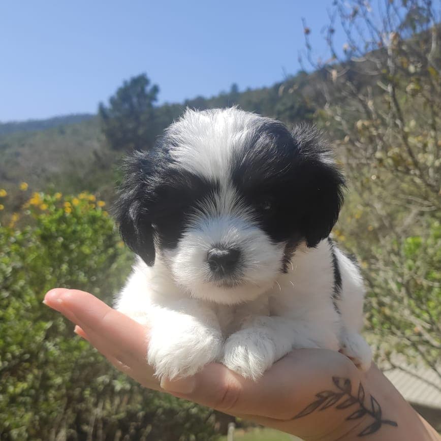 Filhote da raça Lhasa Apso