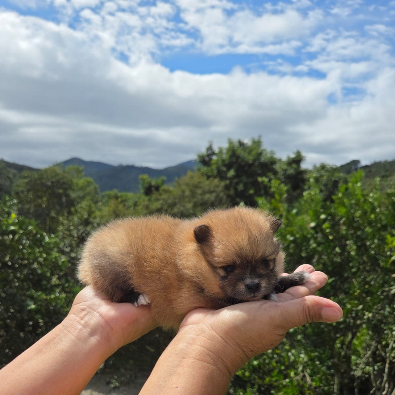 Filhote da raça Spitz Alemão